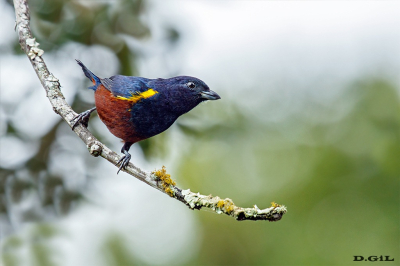 FERRO VELHO (Euphonia pectoralis)